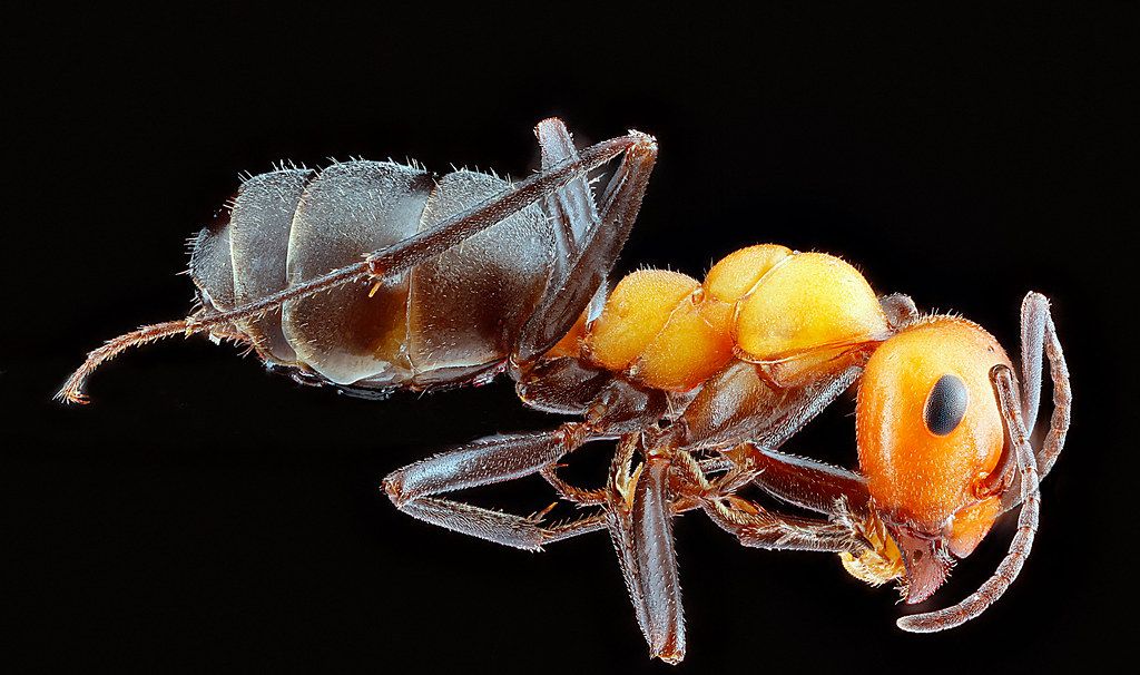 Ant Control service in Seaside, CA
