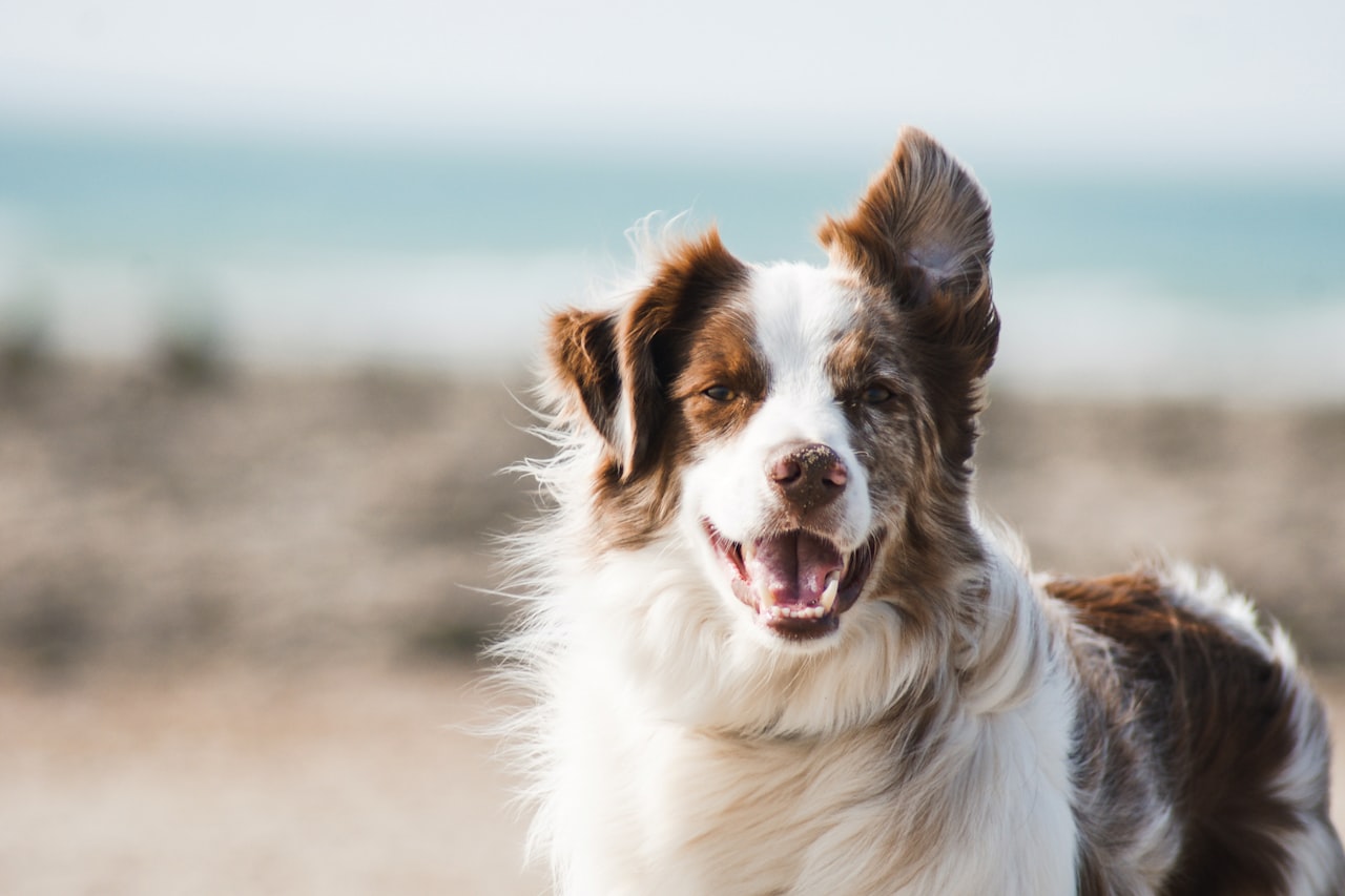 Flea & Tick Control service in Seaside, CA