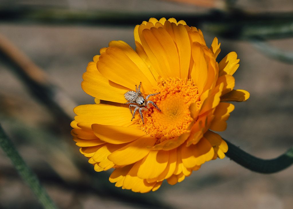 Spider Control service in Seaside, CA
